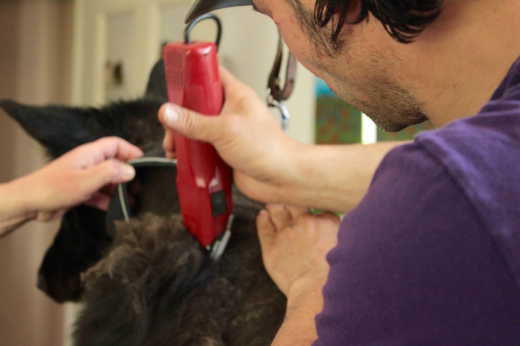 Hundefriseur der Hundeschule Lucky Dog